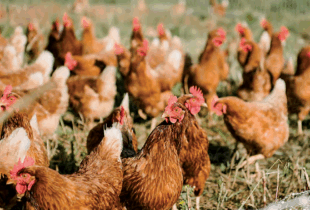 PAI acquires Innovad Group